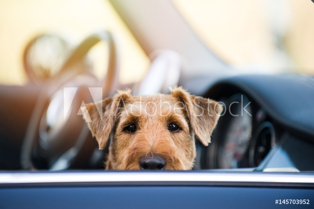 Afbeeldingen van Hund im Auto